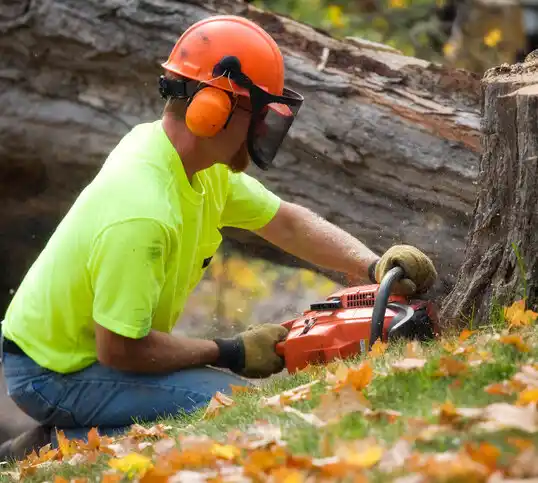 tree services Chevy Chase Section Three